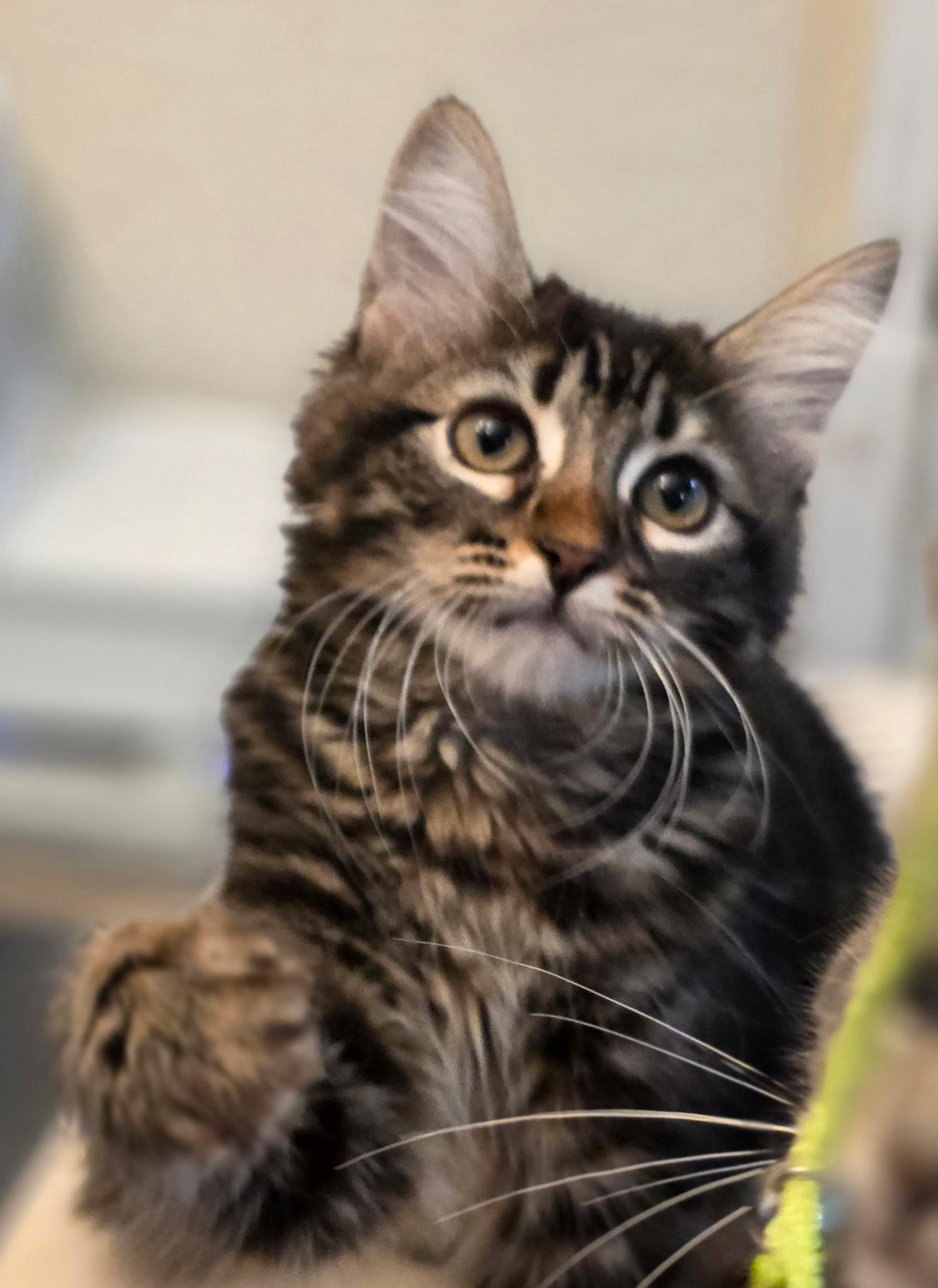 Enlarge Muffin, a Adopted Domestic Long Hair in Rio Linda, CA image 3/6