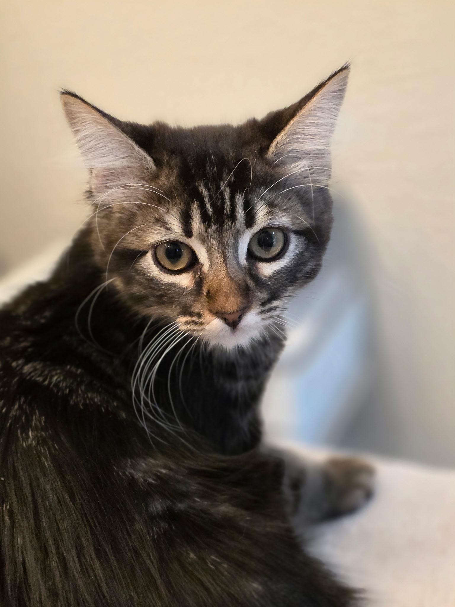 Enlarge Muffin, a Adopted Domestic Long Hair in Rio Linda, CA image 4/6