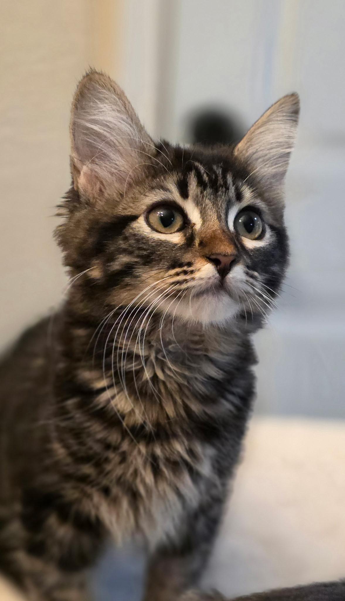 Enlarge Muffin, a Adopted Domestic Long Hair in Rio Linda, CA image 5/6