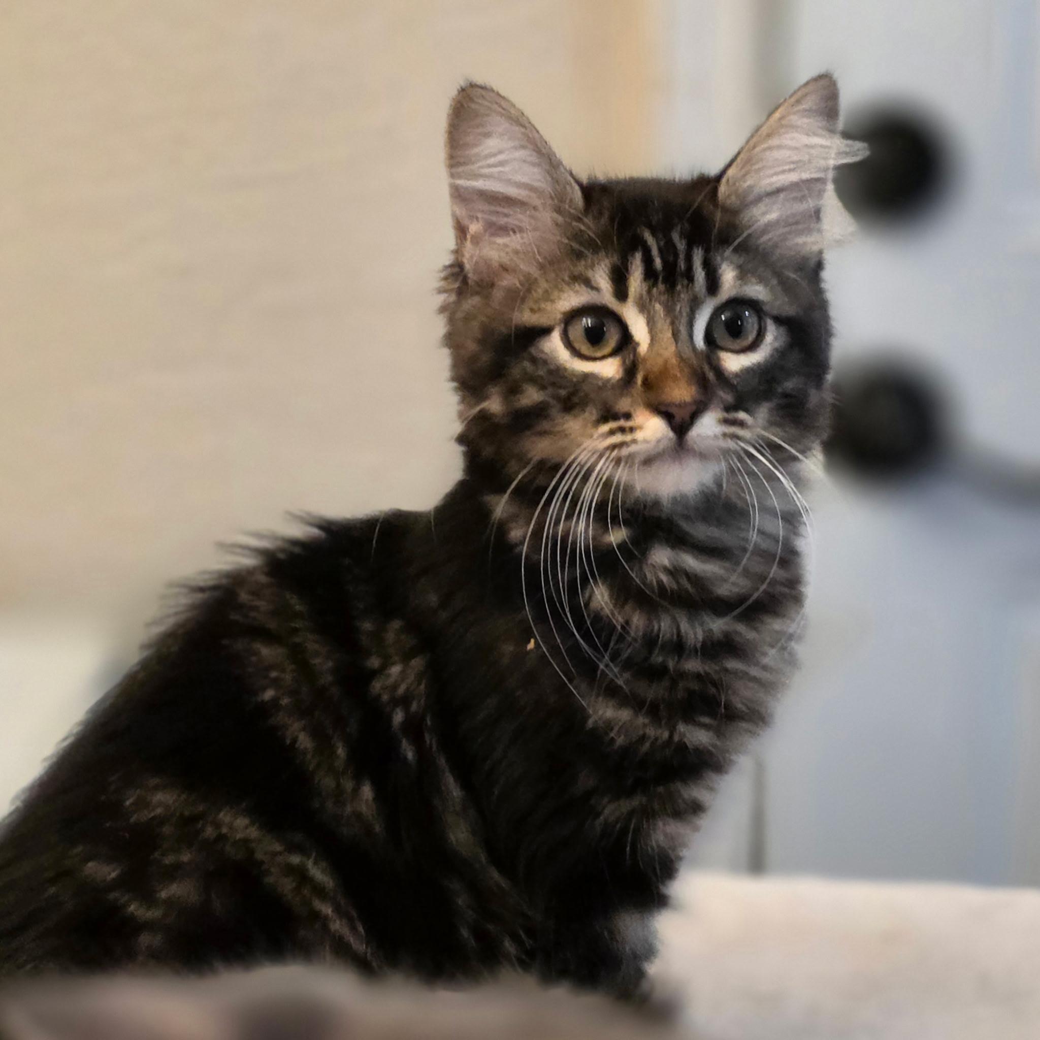 Enlarge Muffin, a Adopted Domestic Long Hair in Rio Linda, CA image 6/6