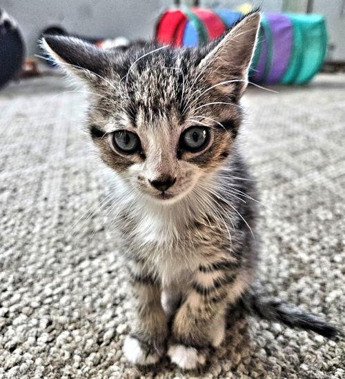 Loki, Adopted, Kitten Male Tabby.