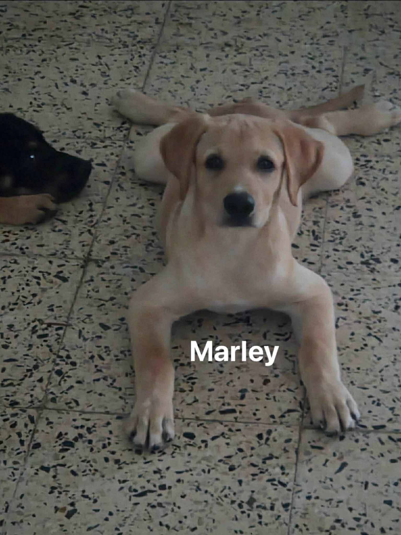 Marley, ADOPTABLE, Puppy Male Labrador Retriever.