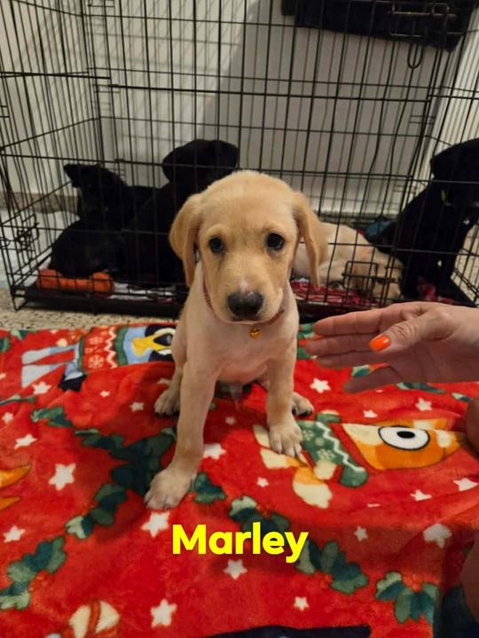 Marley, a ADOPTABLE mixed breed in Huntington, NY image 2/2