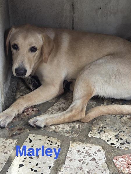 Marley, ADOPTABLE, Puppy Male Labrador Retriever.