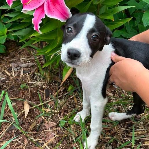 Jazzy, adopted, Puppy Female Terrier.