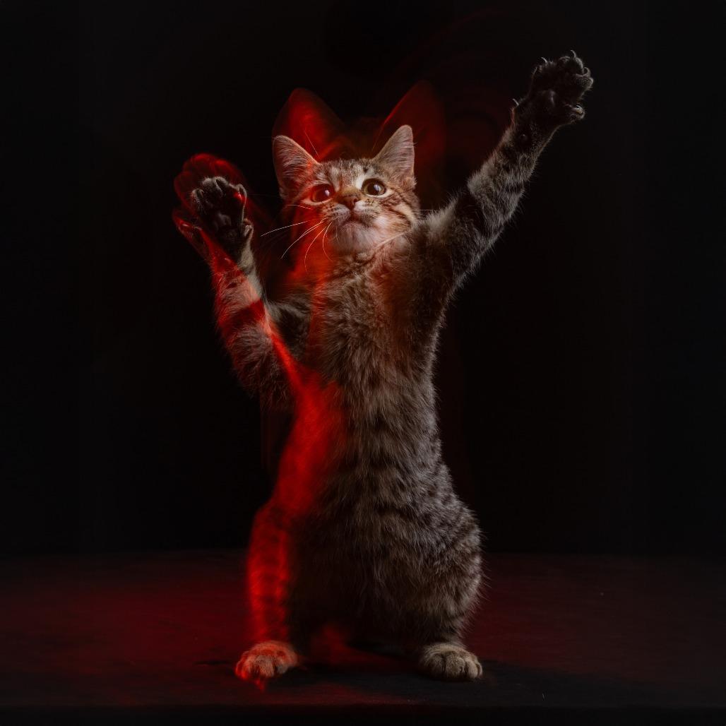 Enlarge Sasha, a Adoptable Domestic Short Hair in Columbia, MO image 1/2