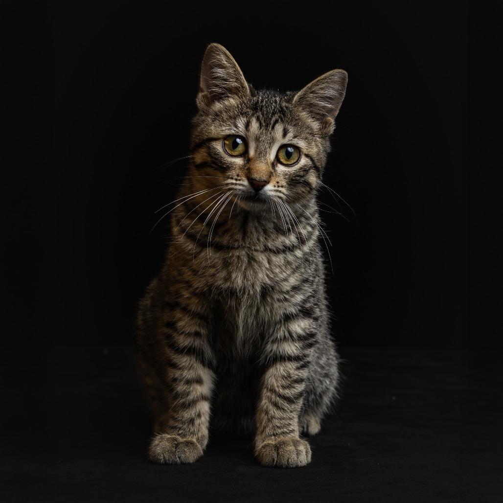 Enlarge Sasha, a Adoptable Domestic Short Hair in Columbia, MO image 2/2