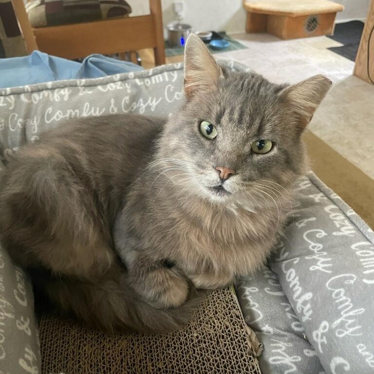 Enlarge Luck-E, a Adoptable Domestic Medium Hair in Menasha, WI image 1/3