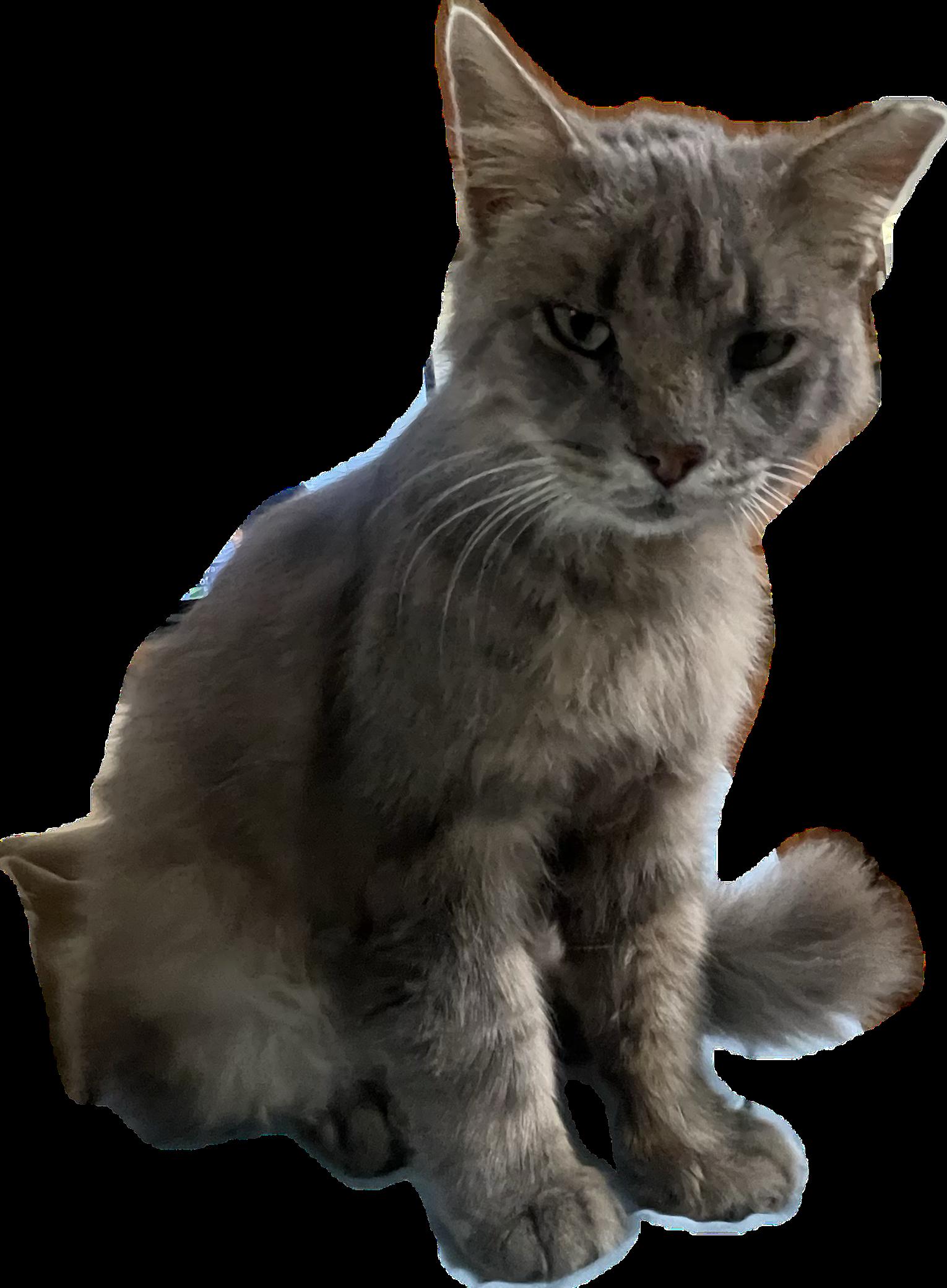 Enlarge Luck-E, a Adoptable Domestic Medium Hair in Menasha, WI image 3/3