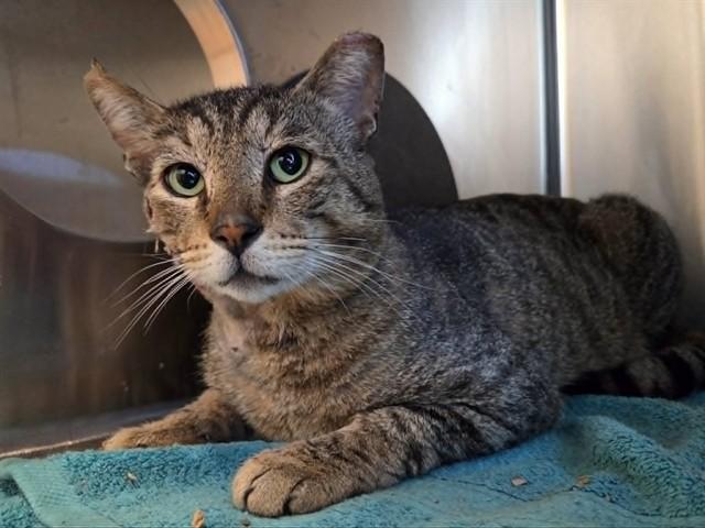 Enlarge DANTE, a Adoptable Domestic Medium Hair in Martinez, CA image 1/1