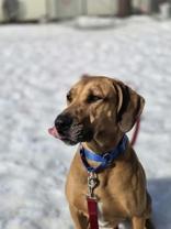 Enlarge Hank, a ADOPTABLE mixed breed in Nashua, NH image 6/6