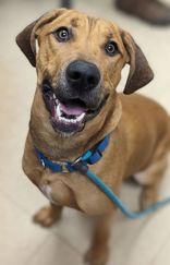 Enlarge Hank, a ADOPTABLE mixed breed in Nashua, NH image 3/6