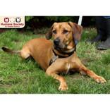 Enlarge Hank, a ADOPTABLE mixed breed in Nashua, NH image 5/6