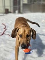 Enlarge Hank, a ADOPTABLE mixed breed in Nashua, NH image 1/6