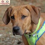 Enlarge Hank, a ADOPTABLE mixed breed in Nashua, NH image 2/6