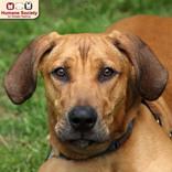 Enlarge Hank, a ADOPTABLE mixed breed in Nashua, NH image 4/6