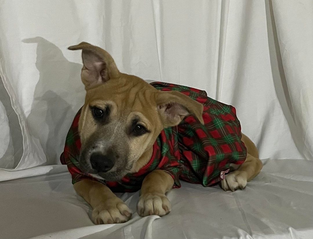 Almond, Adoptable, Young Female American Staffordshire Terrier & Hound.