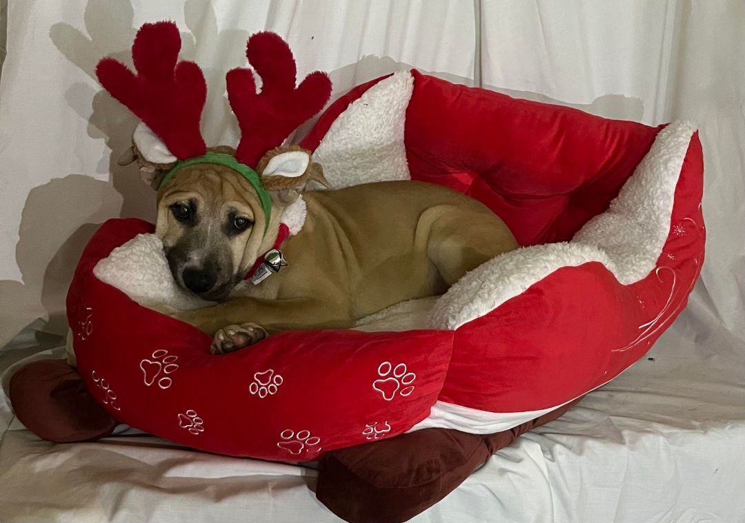 Almond, an adoptable American Staffordshire Terrier, Hound in Griswold, CT, 06351 | Photo Image 4
