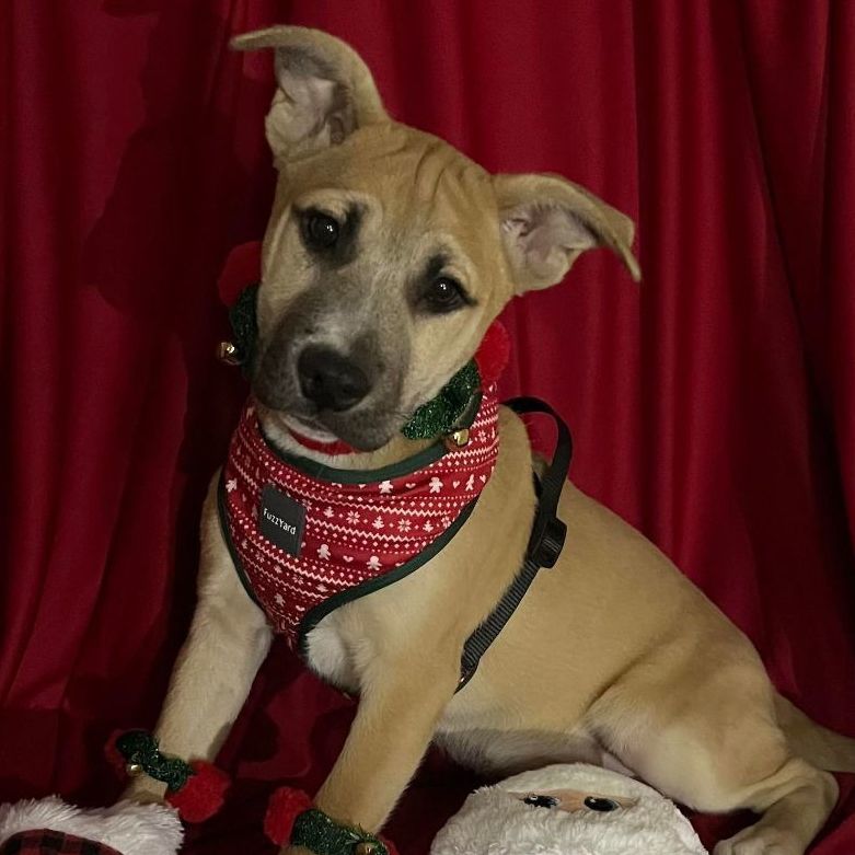 Almond, an adoptable American Staffordshire Terrier, Hound in Griswold, CT, 06351 | Photo Image 2