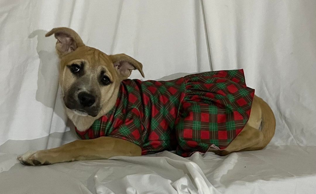 Almond, an adoptable American Staffordshire Terrier, Hound in Griswold, CT, 06351 | Photo Image 3