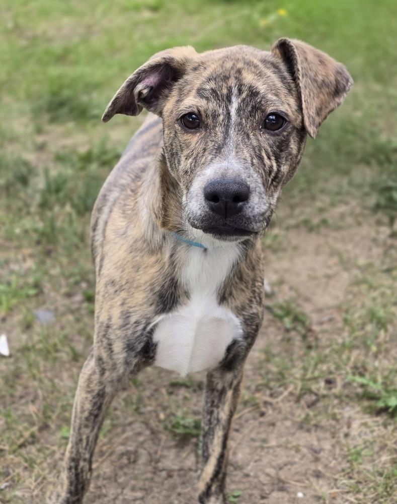 Joey, Adoptable, Puppy Male Terrier & German Shepherd Dog.