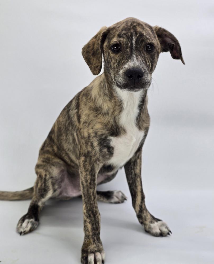 Joey, Adoptable, Puppy Male Terrier & German Shepherd Dog.