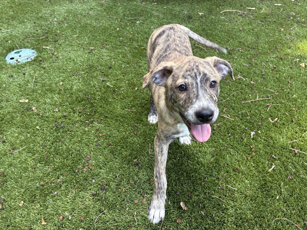 Enlarge Joey, a Adoptable mixed breed in Sedalia, CO image 2/3