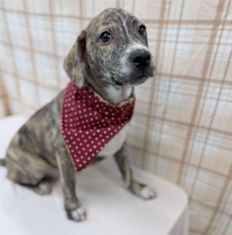 Enlarge Joey, a Adoptable mixed breed in Sedalia, CO image 3/3