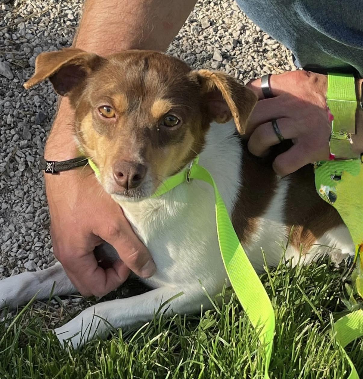 Enlarge Buster, a Adoptable Toy Fox Terrier in Havertown, PA image 1/4