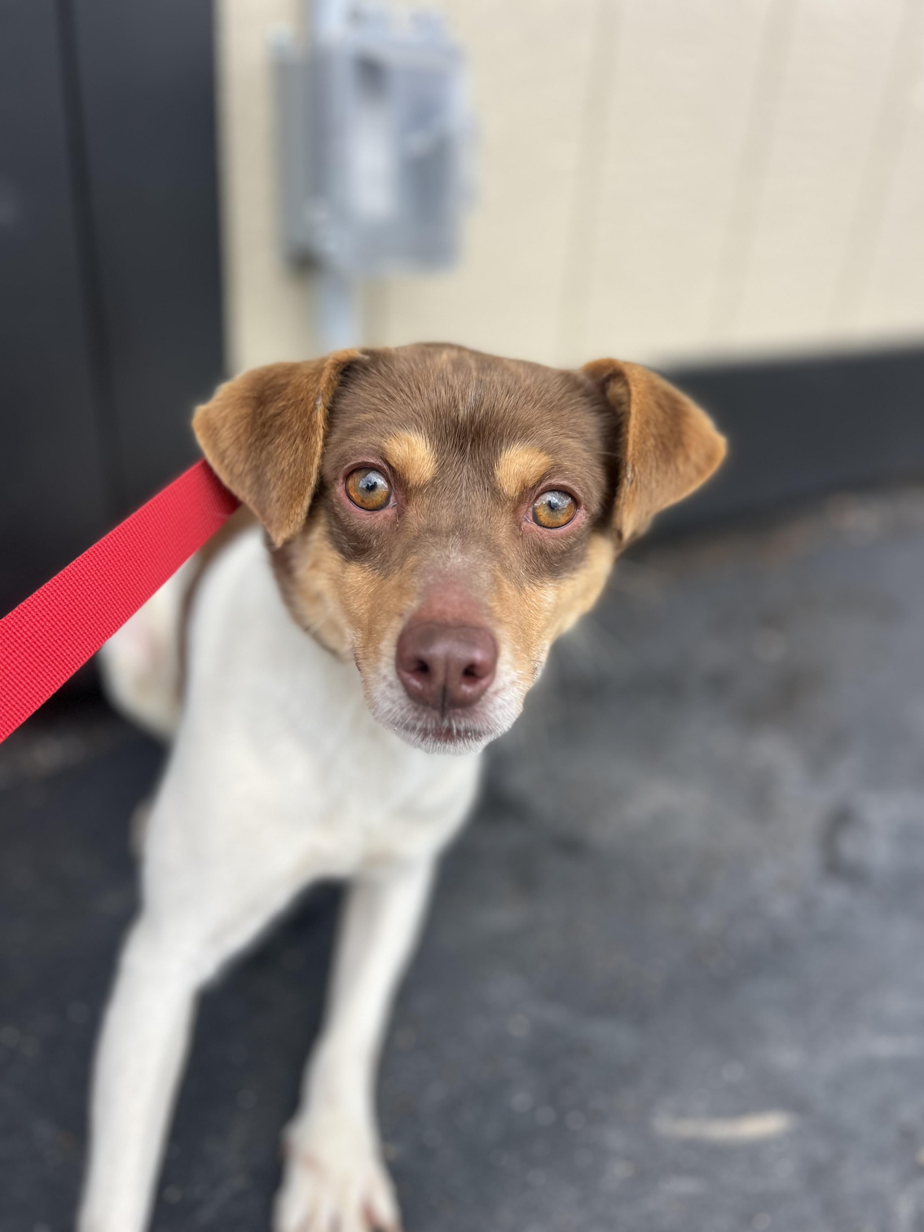 Enlarge Buster, a Adoptable Toy Fox Terrier in Havertown, PA image 2/4