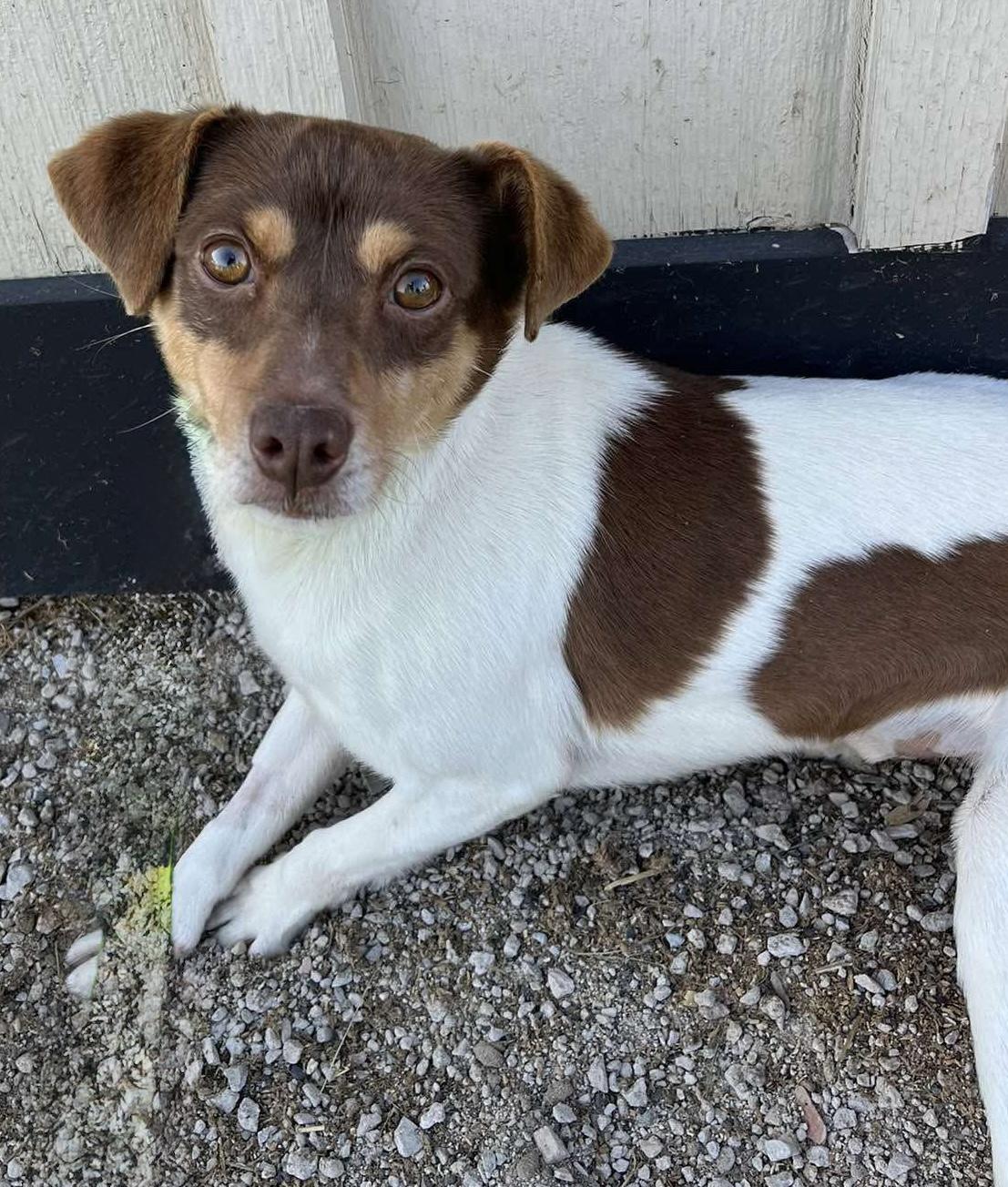 Enlarge Buster, a Adoptable Toy Fox Terrier in Havertown, PA image 3/4