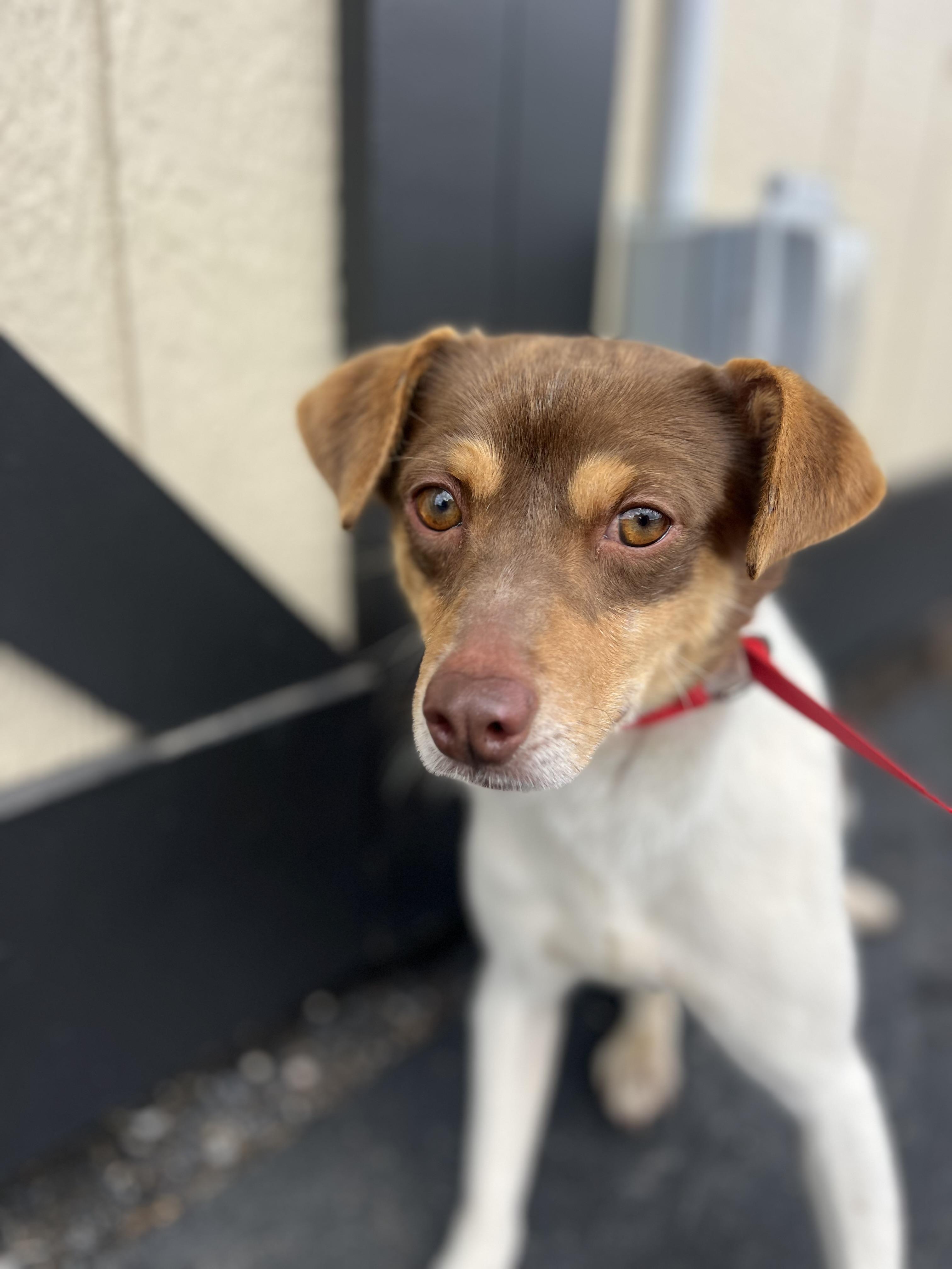 Enlarge Buster, a Adoptable Toy Fox Terrier in Havertown, PA image 4/4