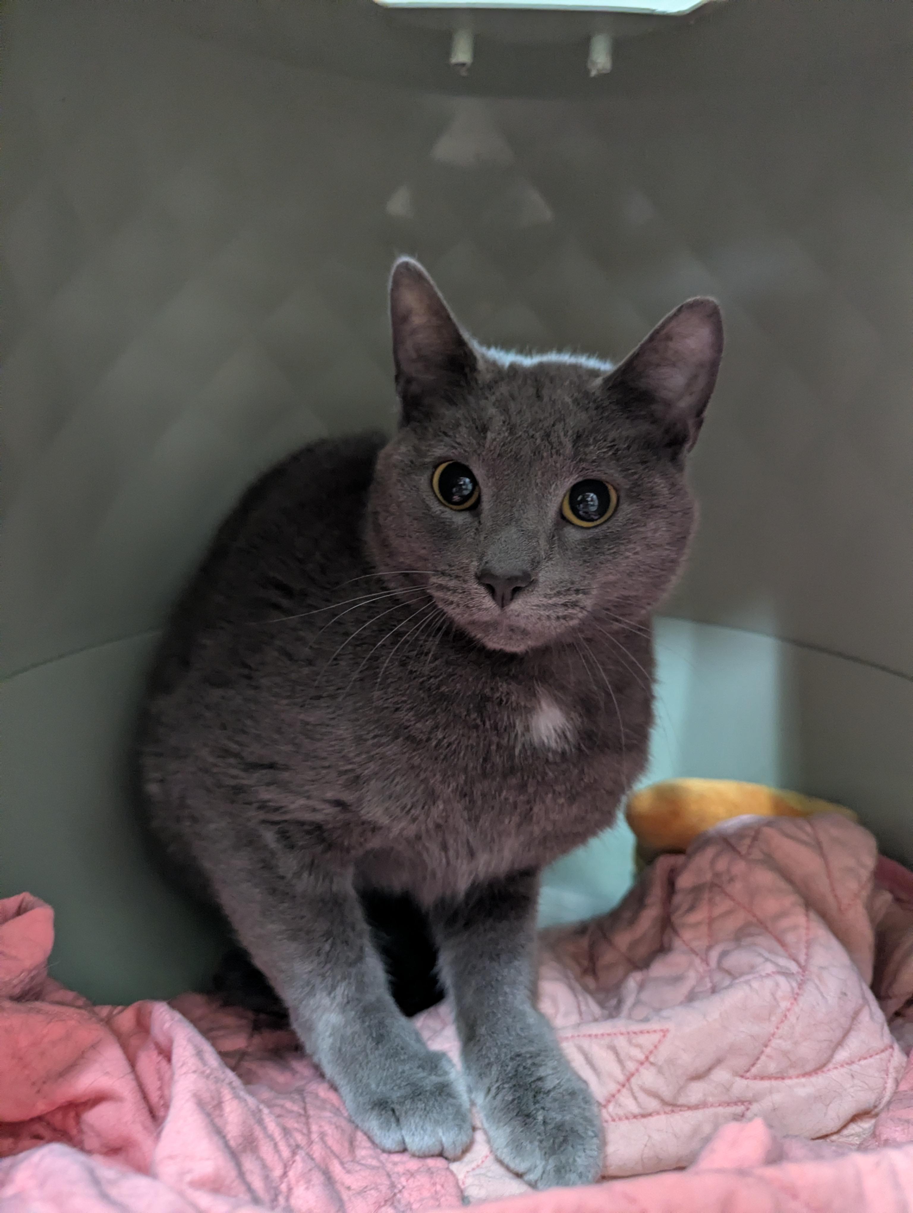 Enlarge Smokey (Working Cat), a Adoptable Domestic Short Hair in Oconto, WI image 1/1