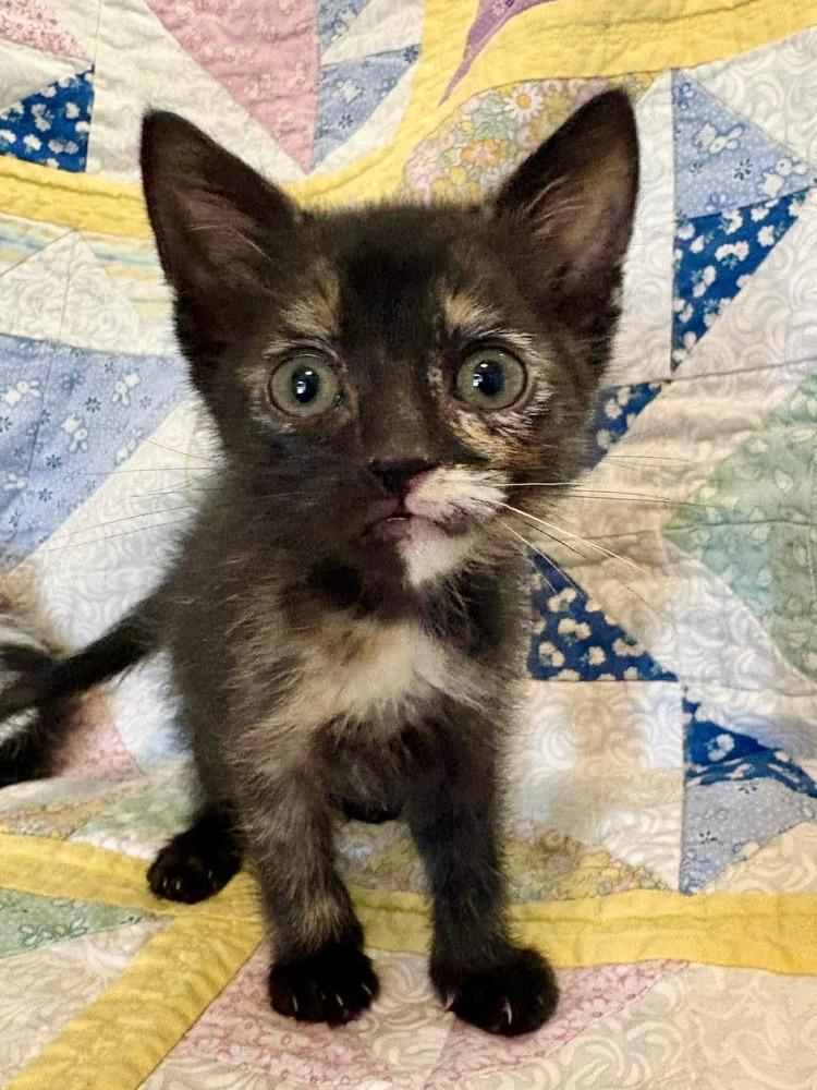 Miranda, Adoptable, Kitten Female Domestic Short Hair.