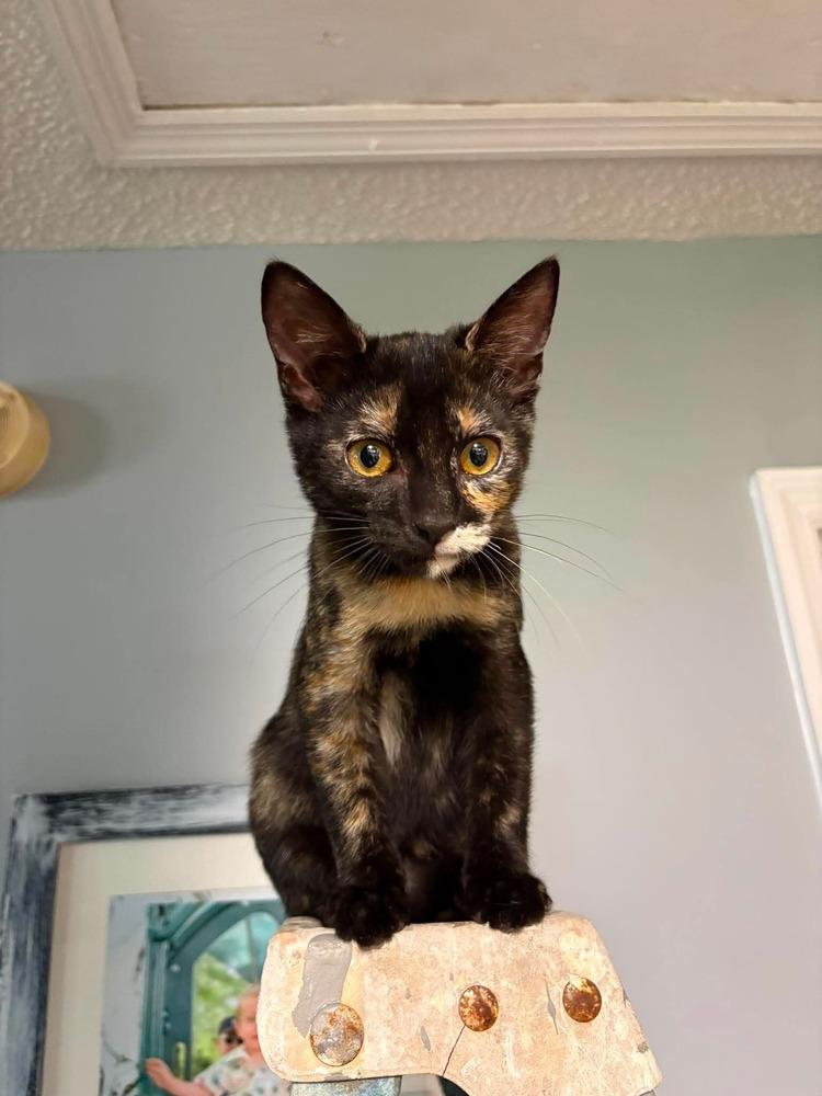 Miranda, a Adoptable mixed breed in WARNER ROBINS, GA image 3/4