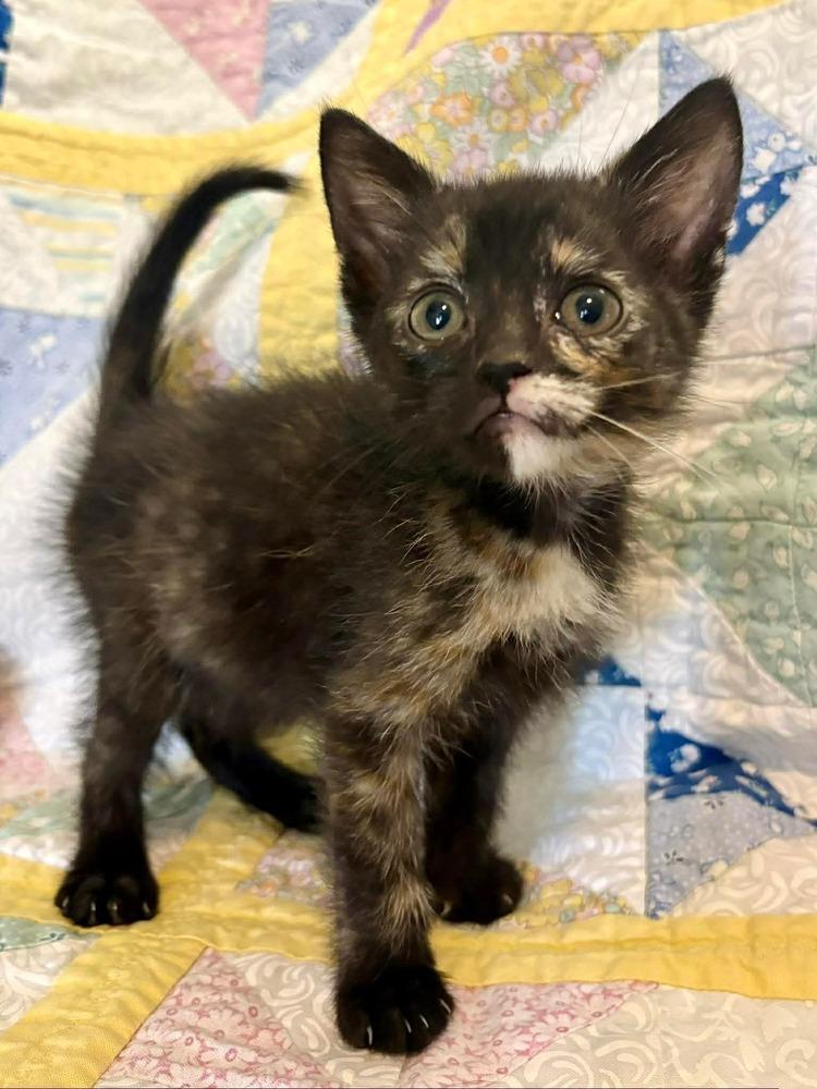 Enlarge Miranda, a Adoptable mixed breed in WARNER ROBINS, GA image 2/2