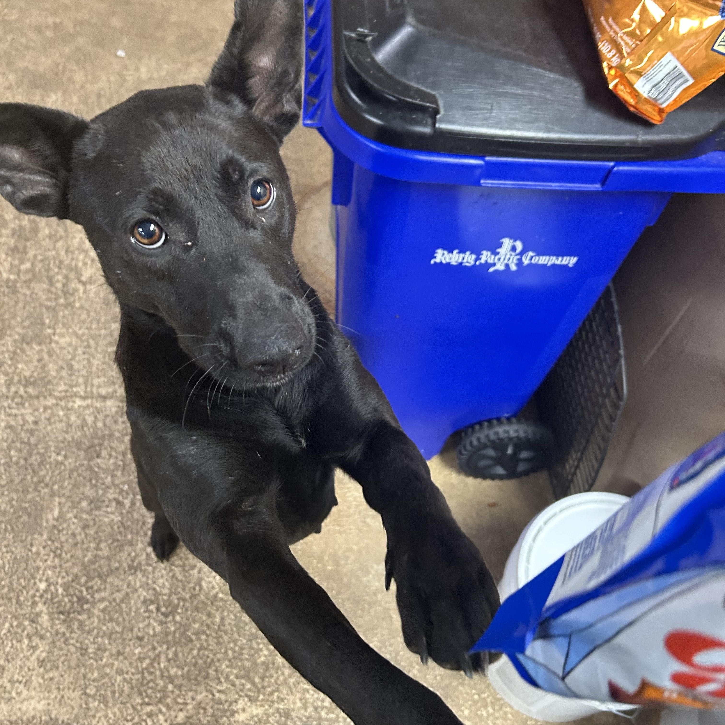 BAILEY, Adoptable, Young Female German Shepherd Dog & Labrador Retriever.