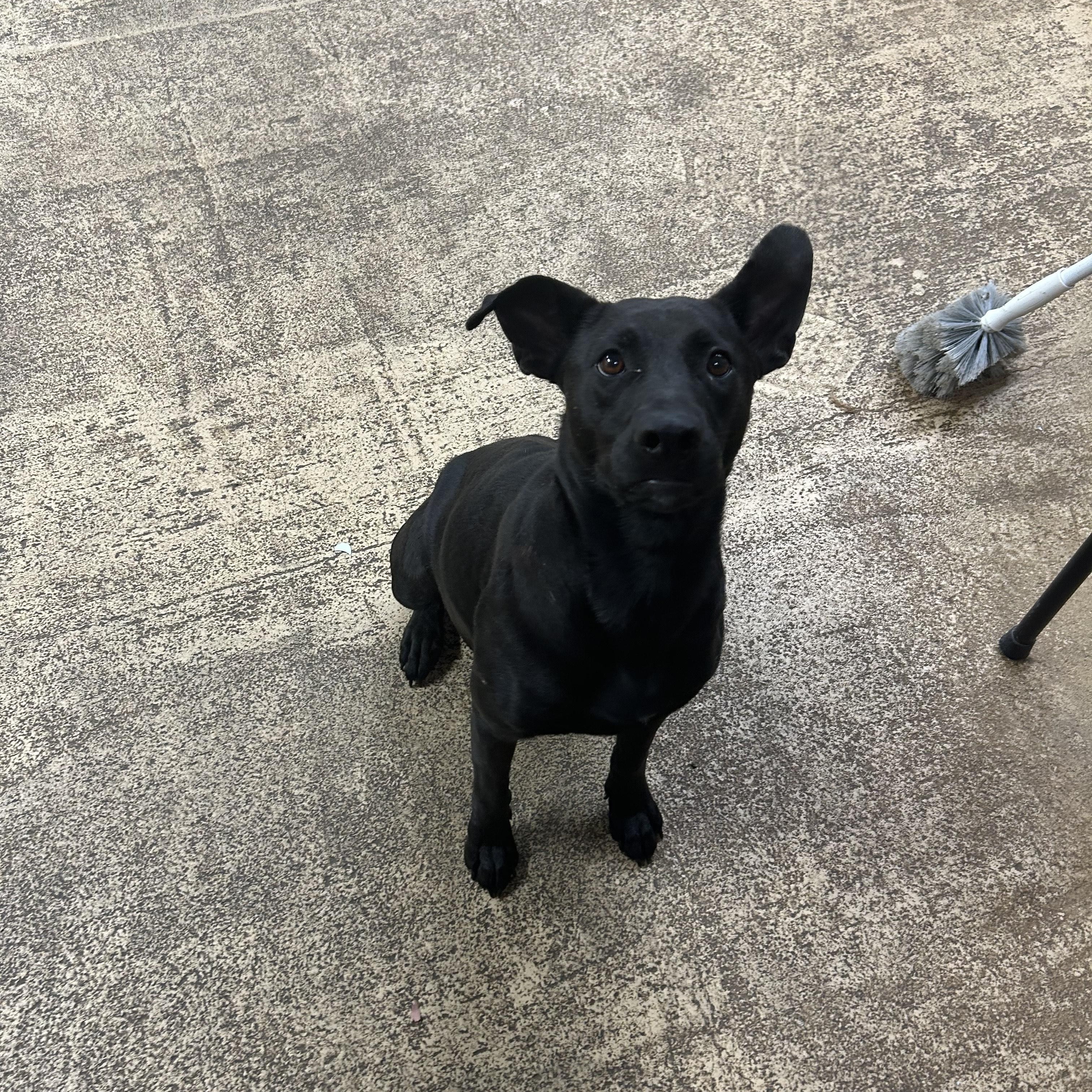 Enlarge BAILEY, a Adoptable mixed breed in Newborn, GA image 4/6