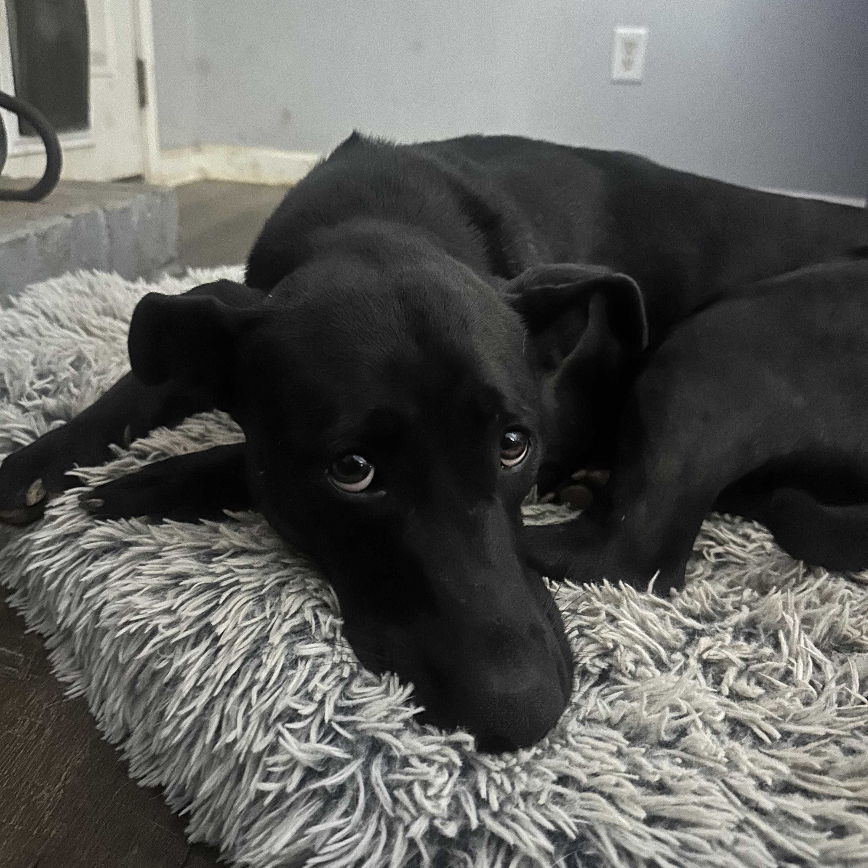 Enlarge BAILEY, a Adoptable mixed breed in Newborn, GA image 3/6