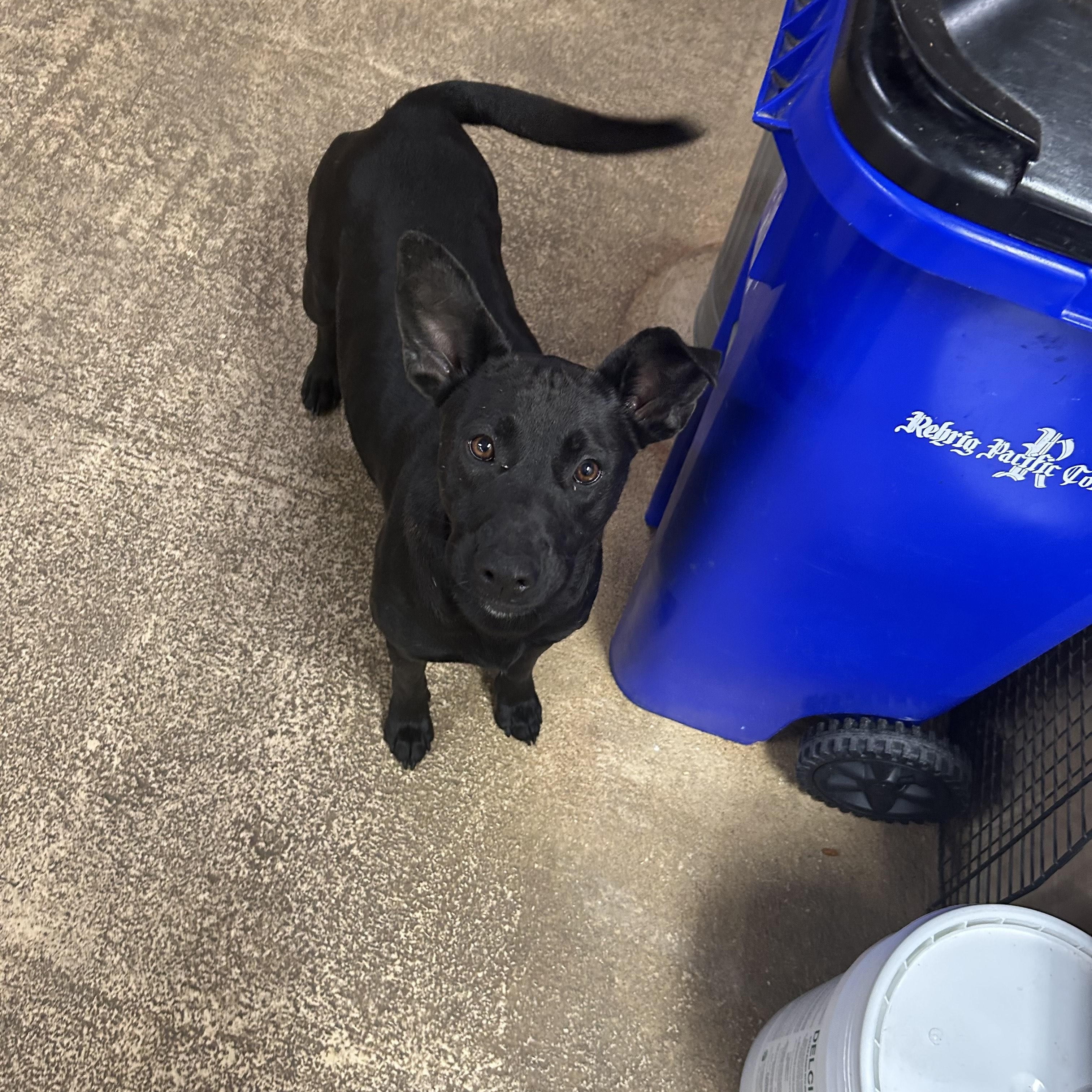 Enlarge BAILEY, a Adoptable mixed breed in Newborn, GA image 6/6