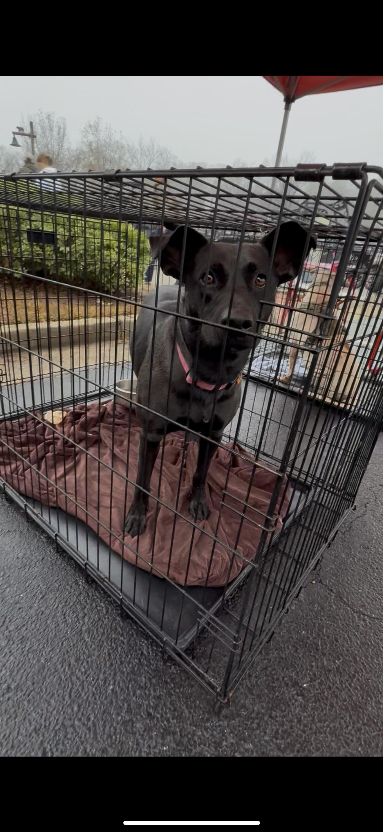 Enlarge BAILEY, a Adoptable mixed breed in Newborn, GA image 4/6