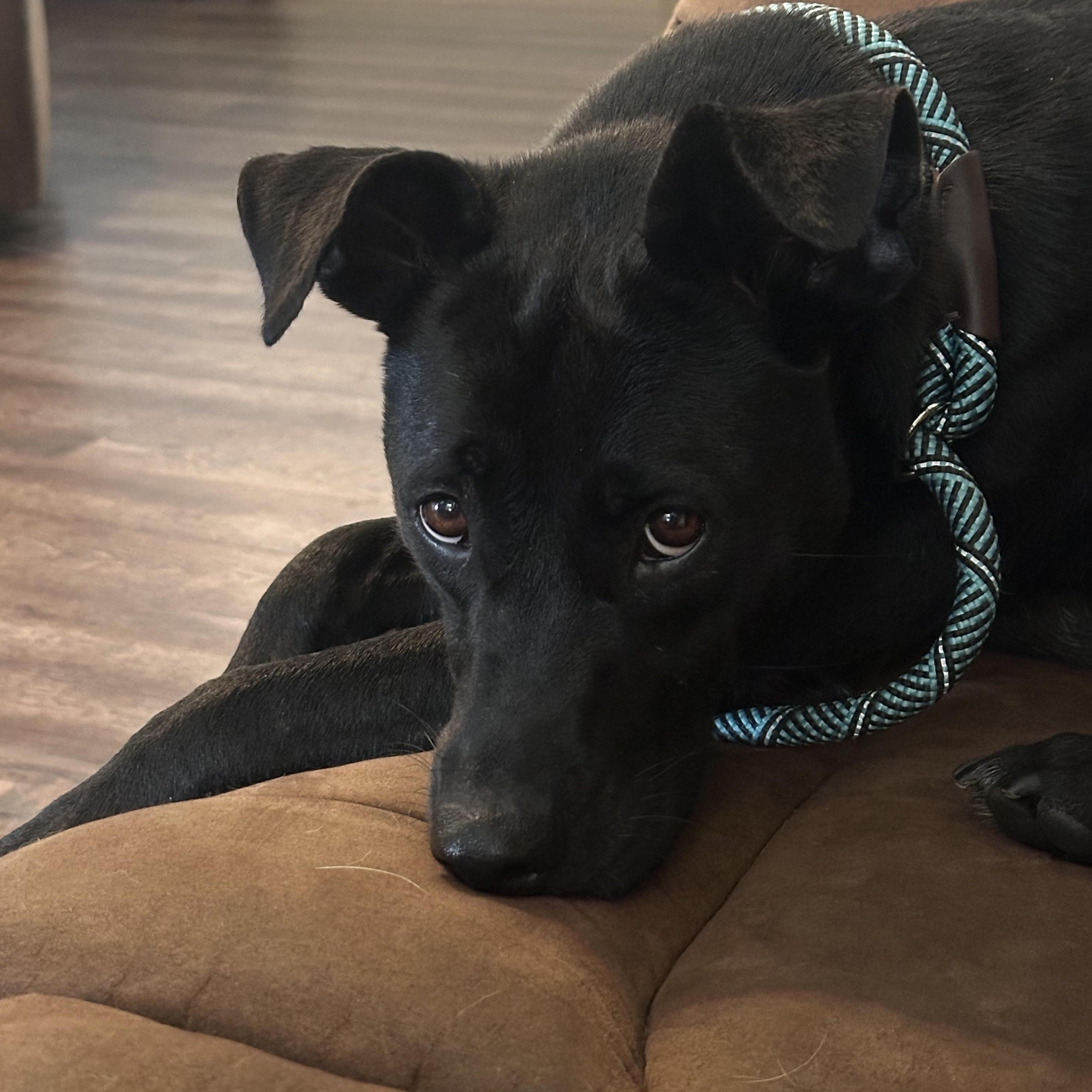 Enlarge BAILEY, a Adoptable mixed breed in Newborn, GA image 1/6