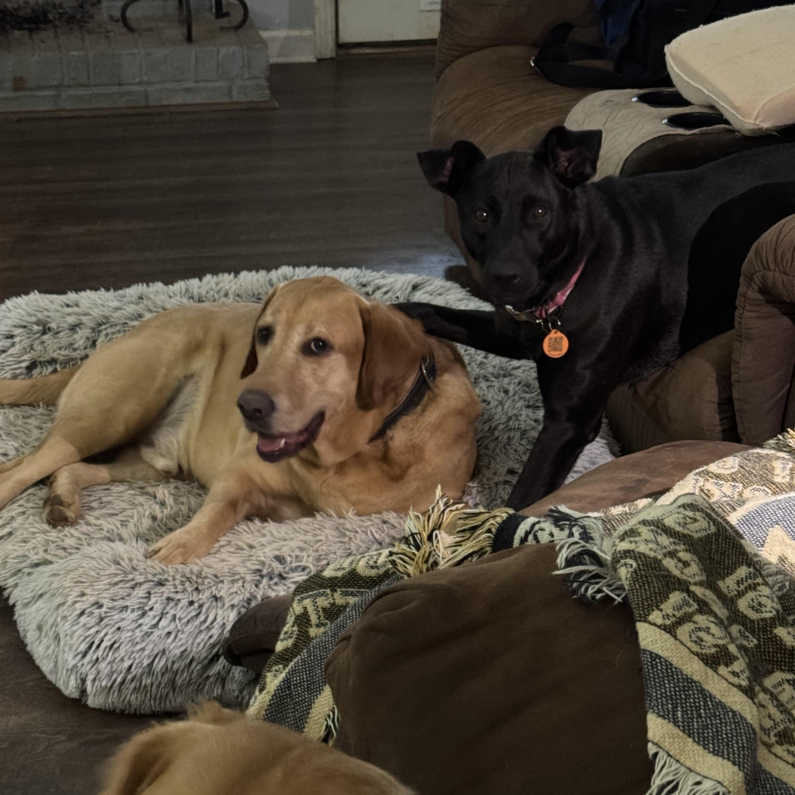 Enlarge BAILEY, a Adoptable mixed breed in Newborn, GA image 6/6