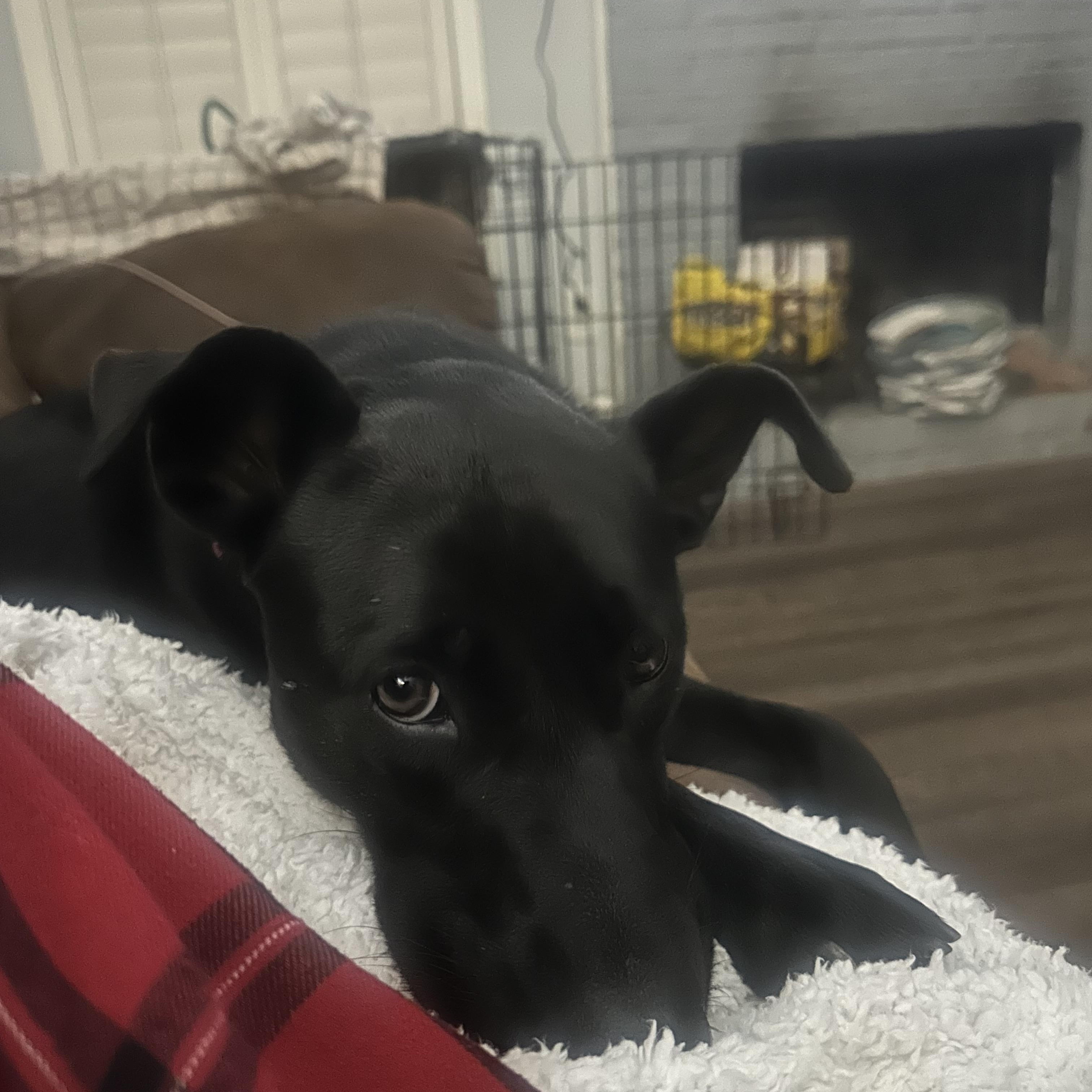 Enlarge BAILEY, a Adoptable mixed breed in Newborn, GA image 2/6