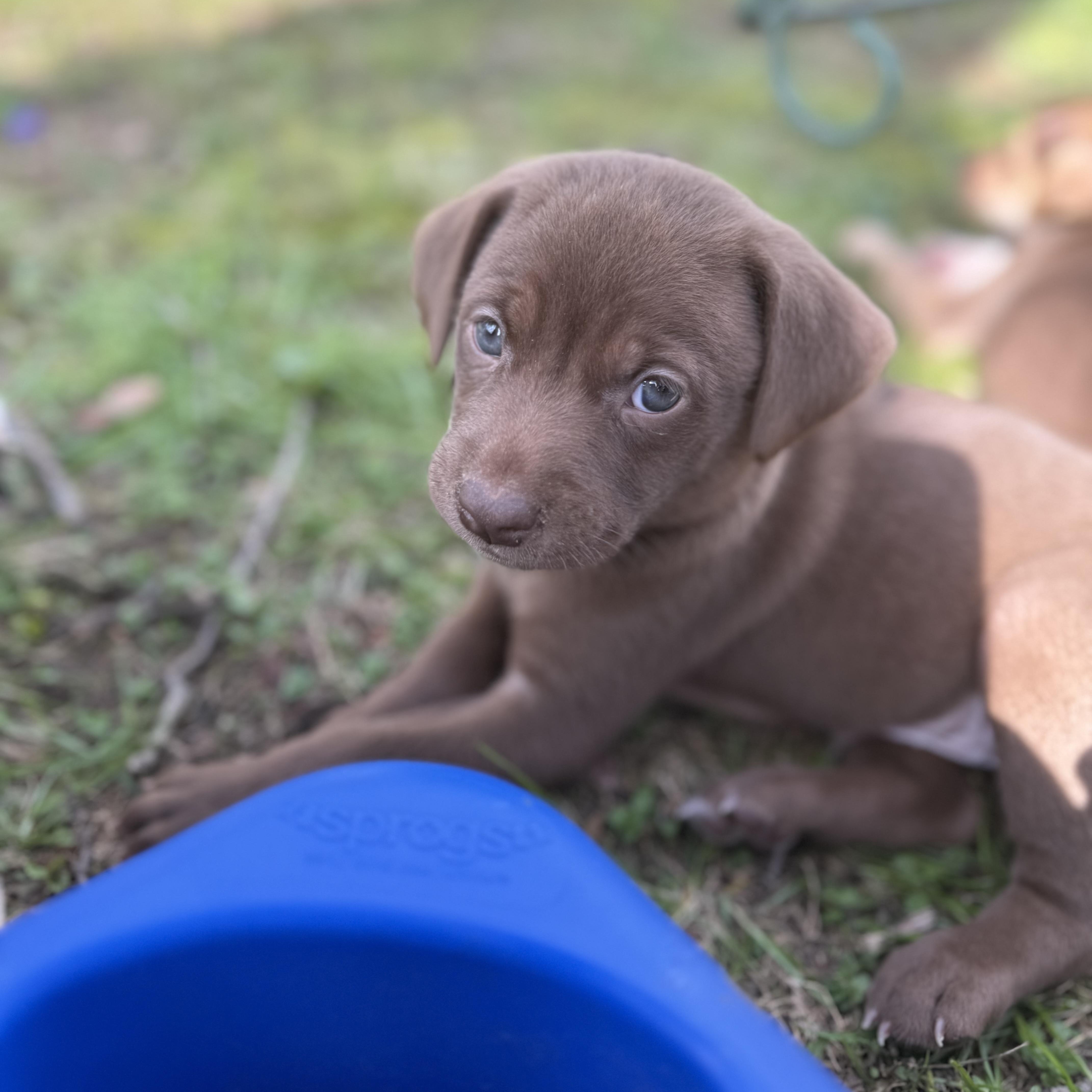 Marcellus , ADOPTABLE, Puppy Male Beagle & Dachshund.