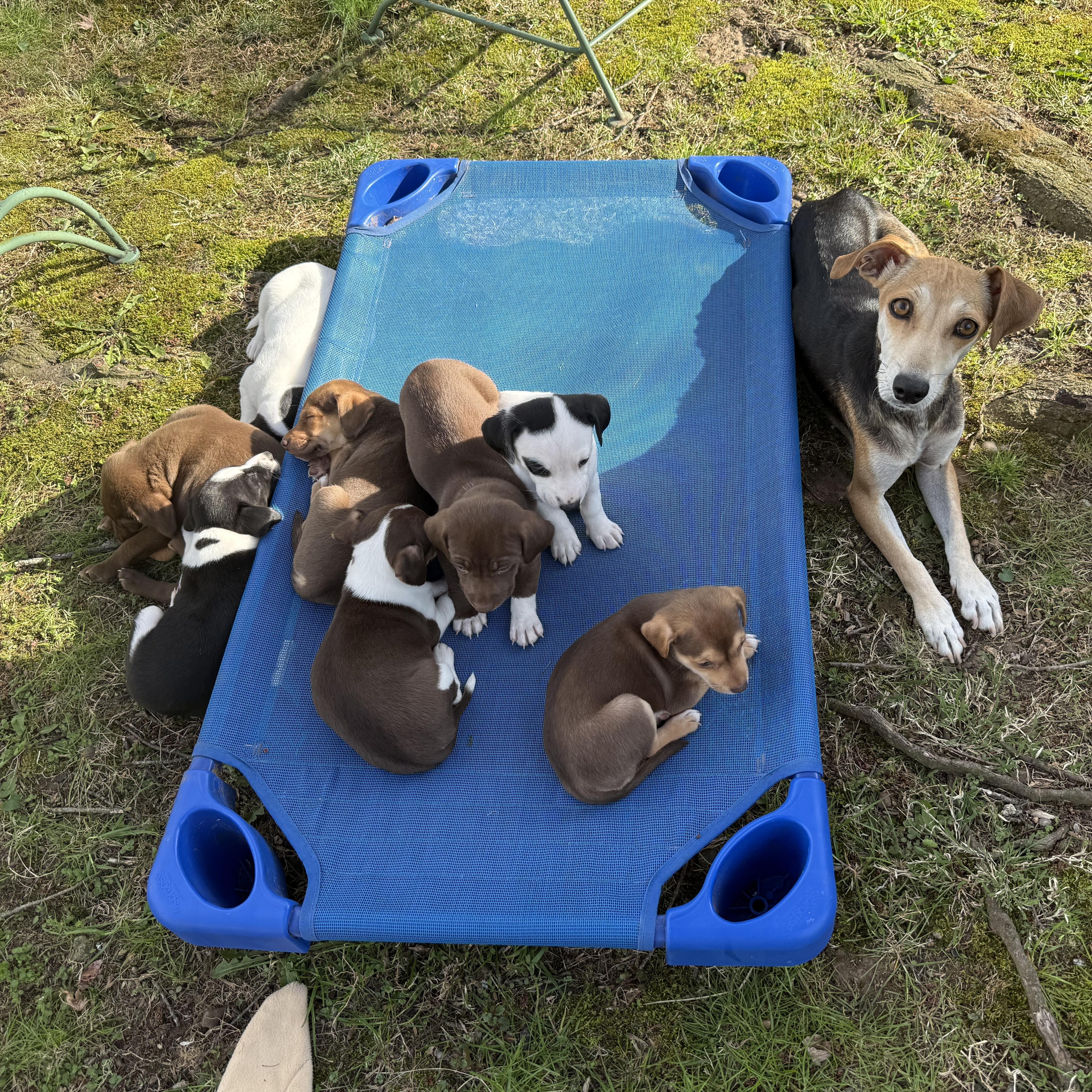 Enlarge Marcellus , a ADOPTABLE mixed breed in Nanuet, NY image 3/6