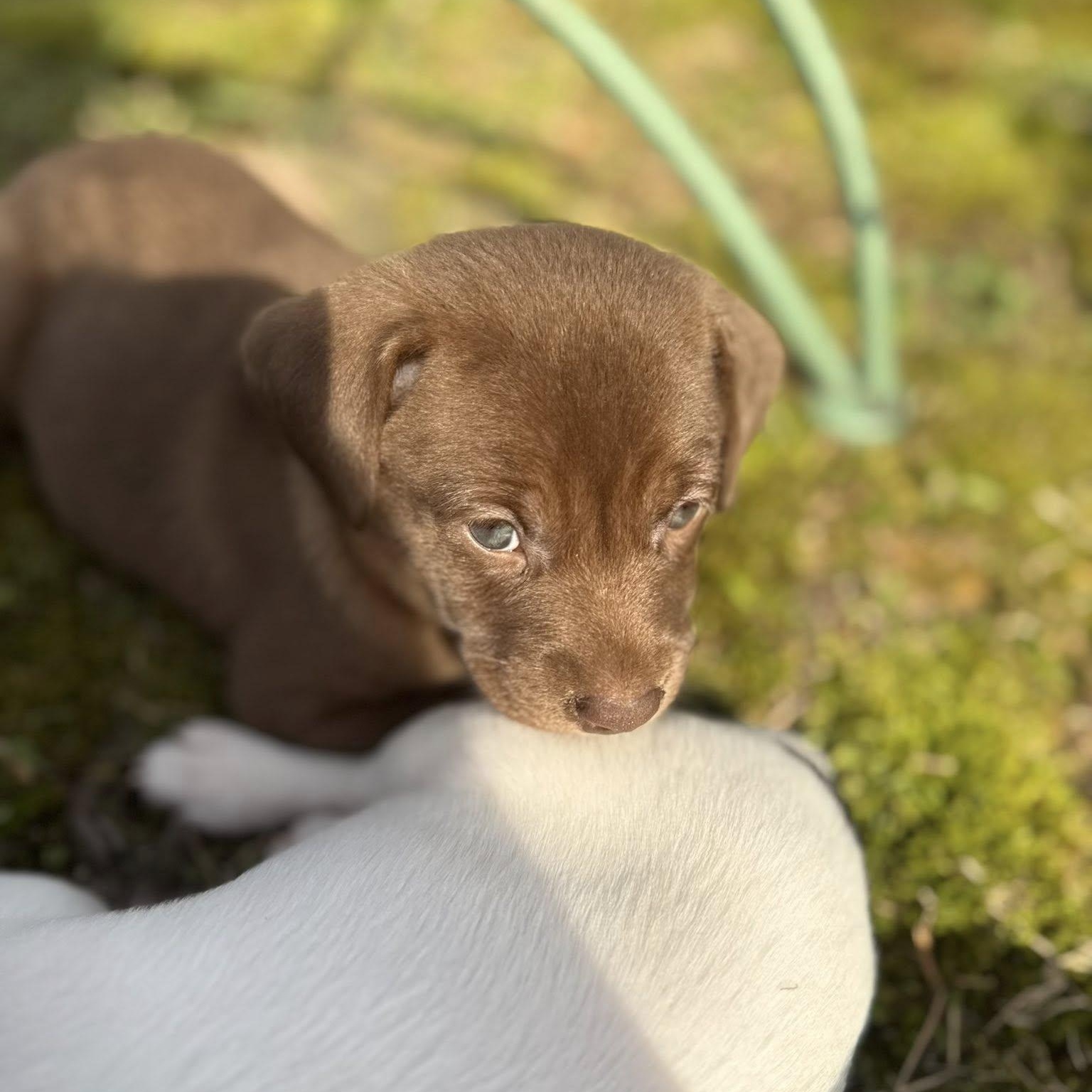 Enlarge Marcellus , a ADOPTABLE mixed breed in Nanuet, NY image 6/6