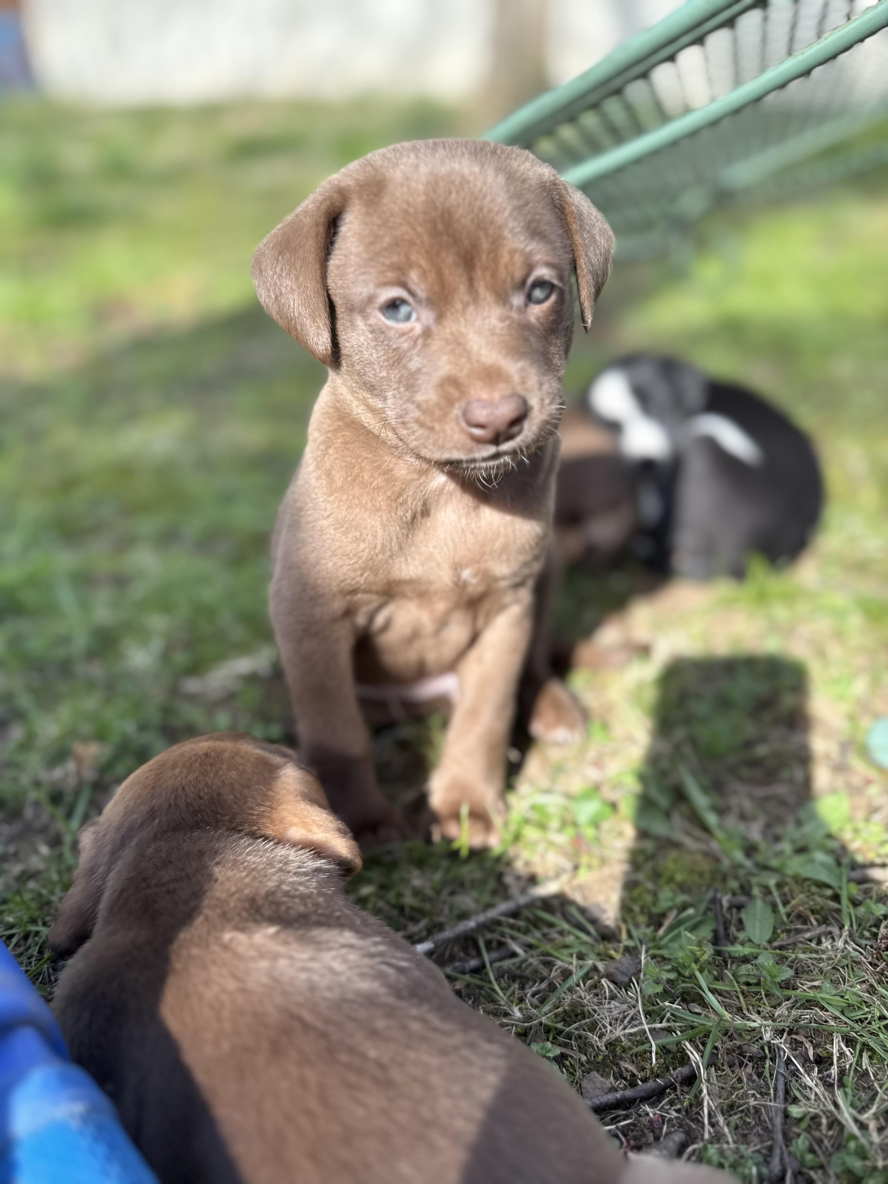 Enlarge Marcellus , a ADOPTABLE mixed breed in Nanuet, NY image 5/6