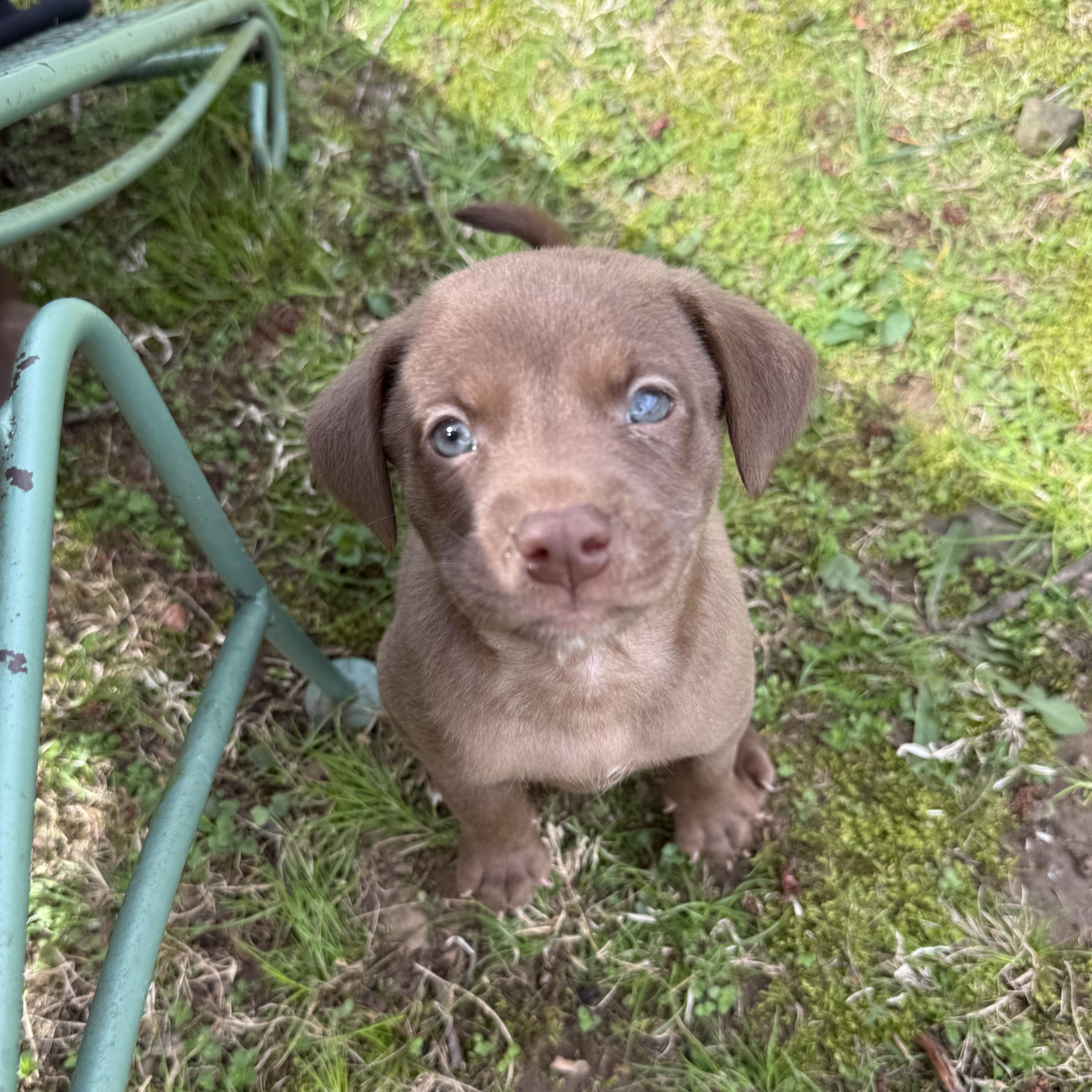 Enlarge Marcellus , a ADOPTABLE mixed breed in Nanuet, NY image 2/6
