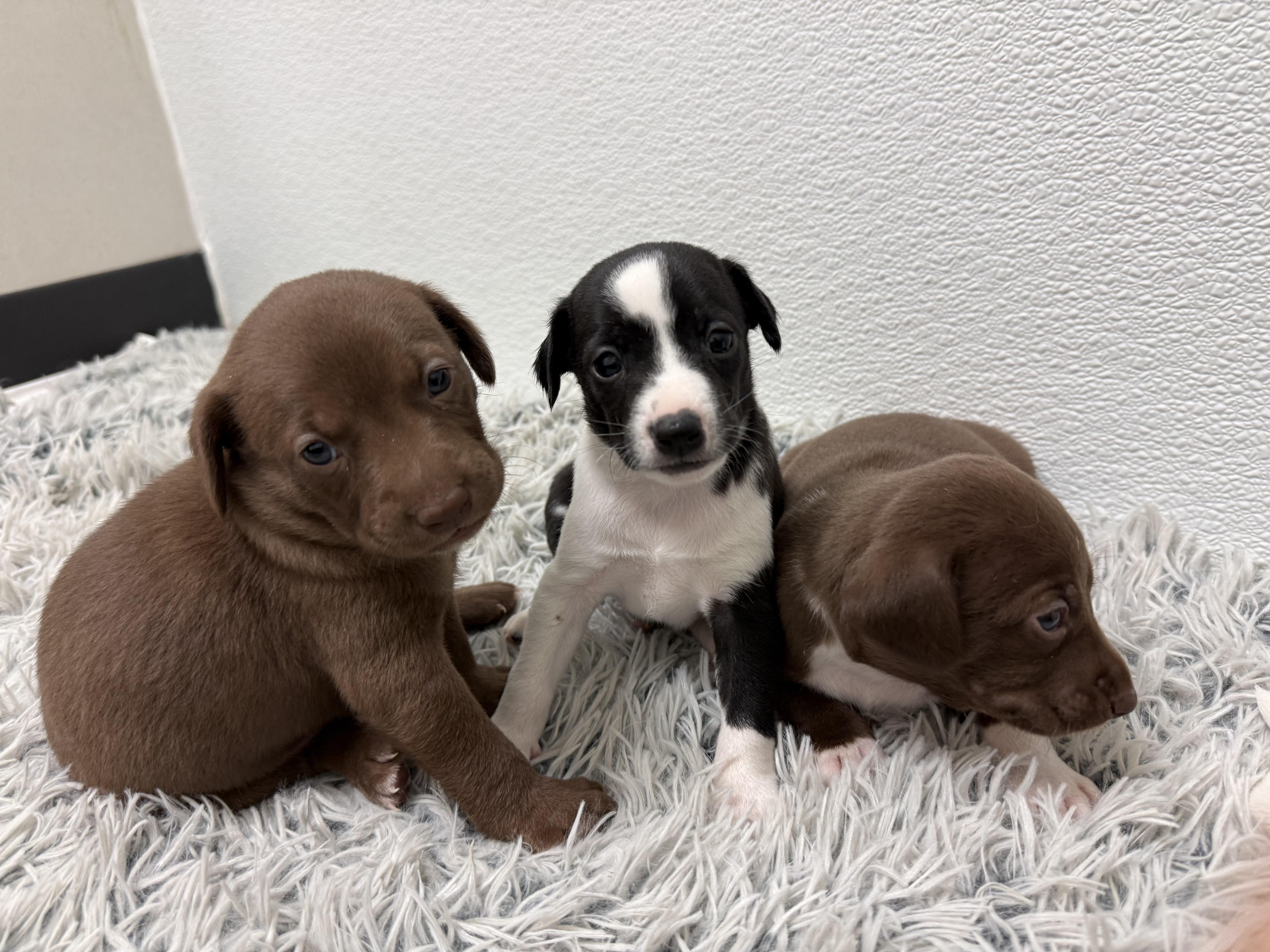 Enlarge Marcellus , a ADOPTABLE mixed breed in Nanuet, NY image 4/6